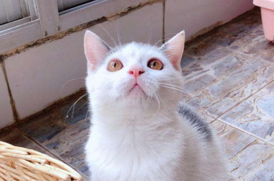 英国短毛猫绝育最佳时间