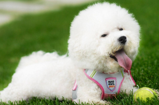比熊犬口臭怎么办