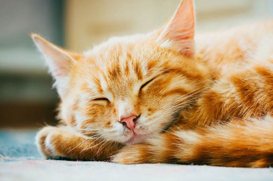 猫咪绝育后呕吐会持续多久