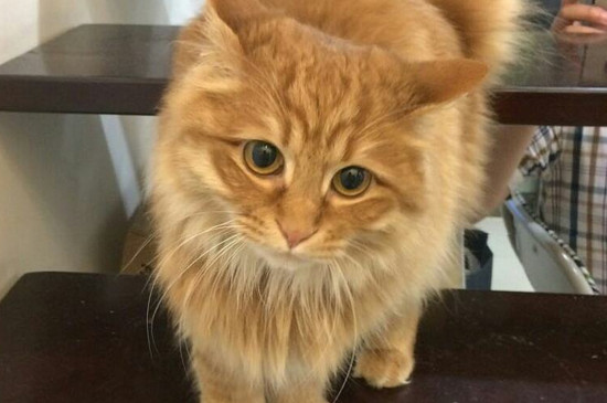 猫被打哭了怎么办