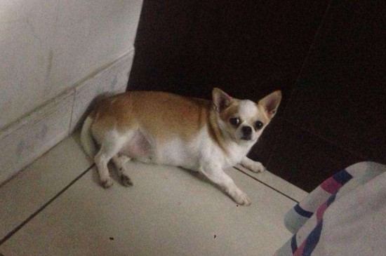 狗抽搐后猝死