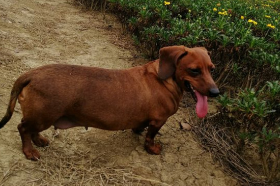 腊肠犬多大不会调皮