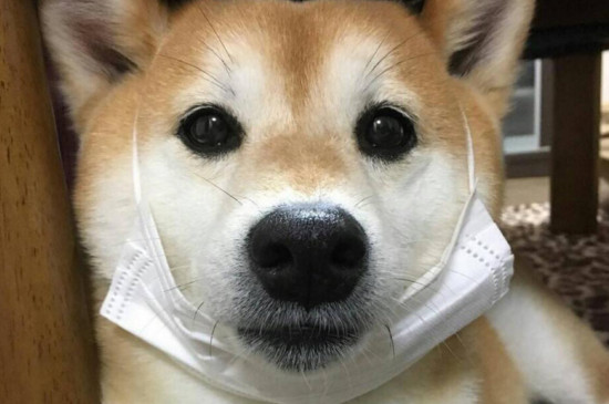 最难养的狗排行，这四种宠物狗最不好养