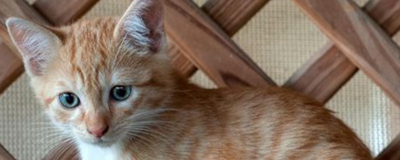 小猫眼睛分泌物是黄的