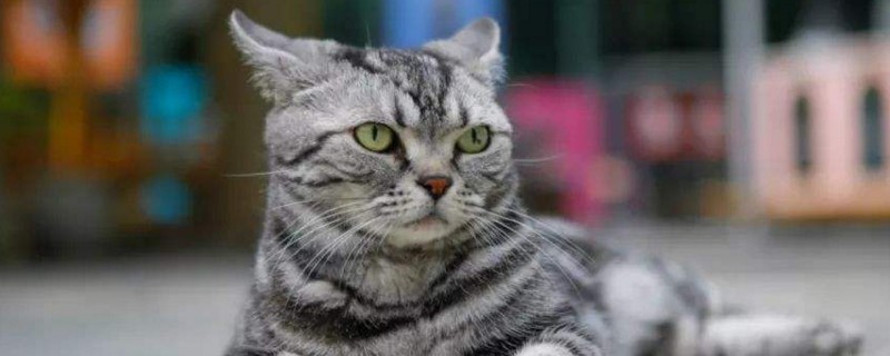 幼猫可以用猫薄荷吗
