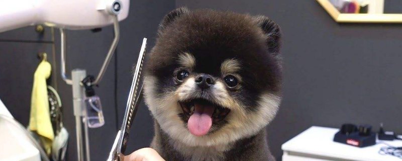 给狗剪毛怎么让它不动