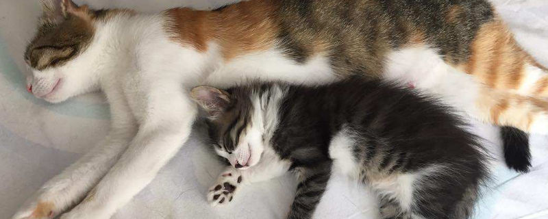 被刚出生的小猫抓伤怎么办