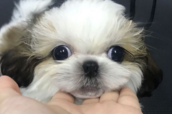 西施犬毛能剃光吗