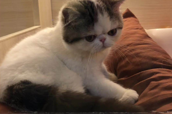 疯狂踩奶的猫肚里有虫?