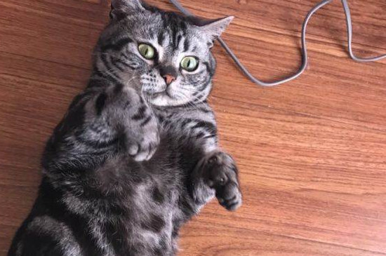 虎斑猫认主吗，虎斑猫多久认主人