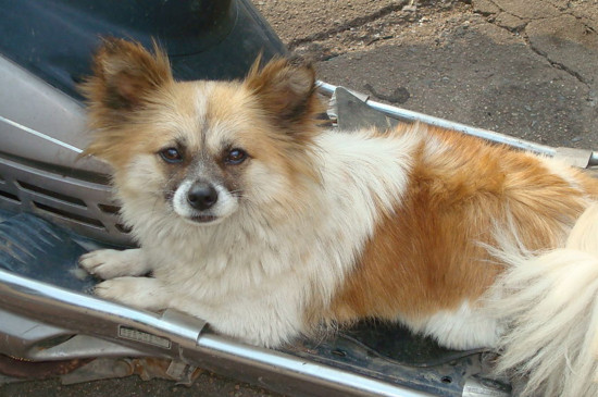 狗狗喘气急促是犬瘟吗