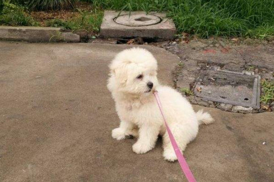 适合幼犬吃的食物