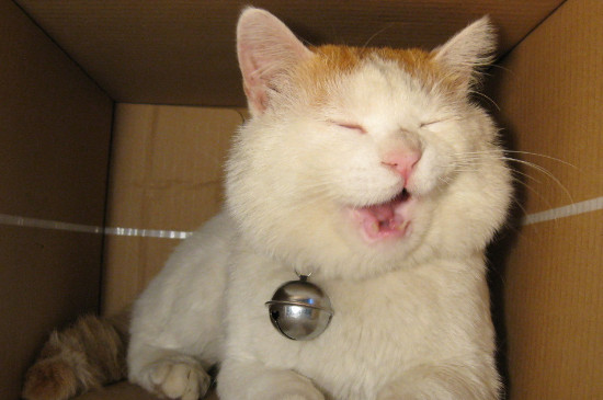 猫咪摔了以后没精神