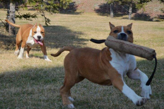 斯塔福犬适合家养吗