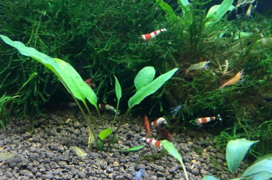 水晶虾怎么喂食