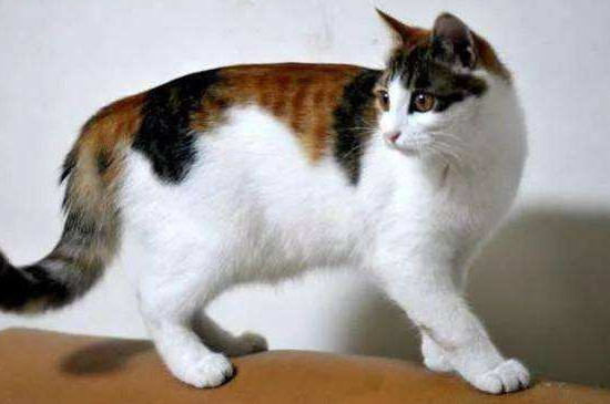 猫打完疫苗几天不吃饭