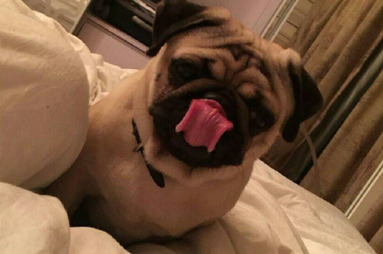 为什么养八哥犬的人少