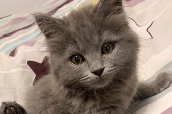 猫一直吃火腿肠会怎样
