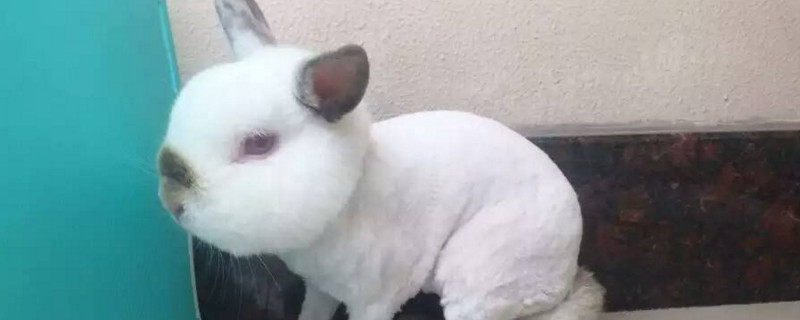 猫猫兔夏天需要剪毛吗