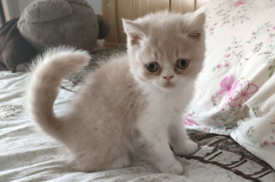 猫的肚脐眼在哪里