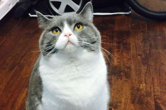 蓝白猫为什么比蓝猫贵