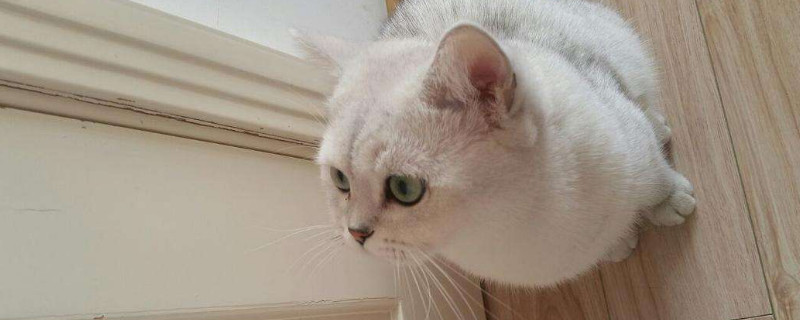 有猫藓可以打疫苗吗