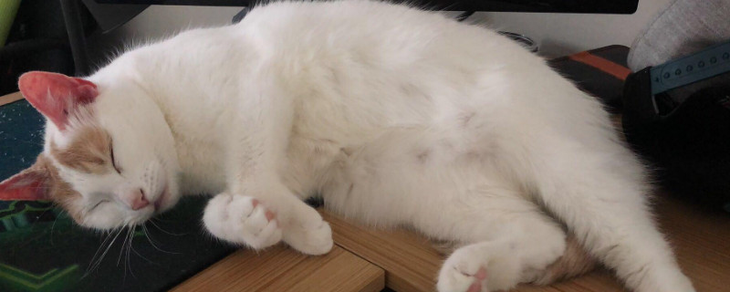 猫咪没虫也挠脖子吗，会挠但要注意观察脖子有无异常