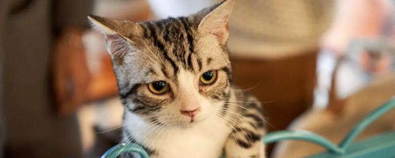 小猫一直叫是什么原因