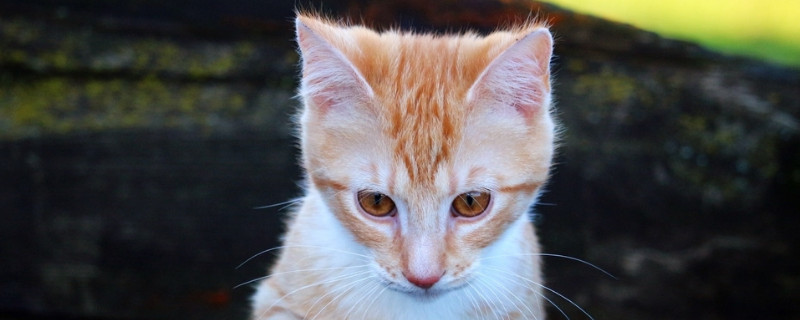 猫咪突然一惊一乍乱蹦