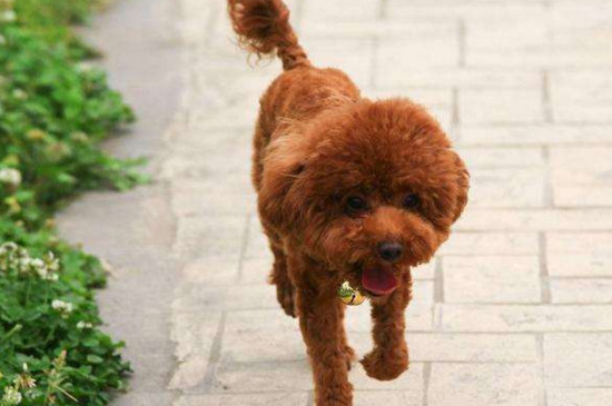泰迪狗多少钱一只，纯种泰迪犬价格是多少