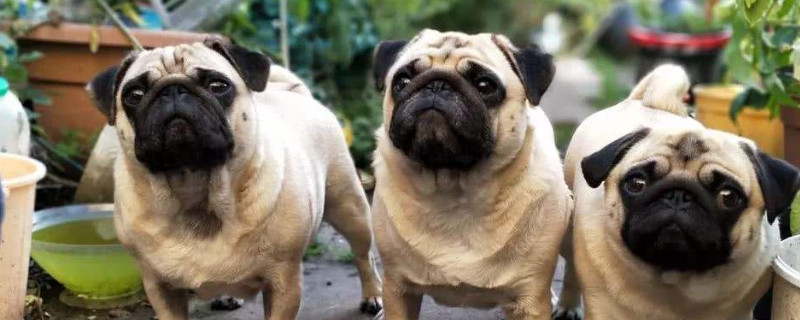 短鼻犬为什么不能空运