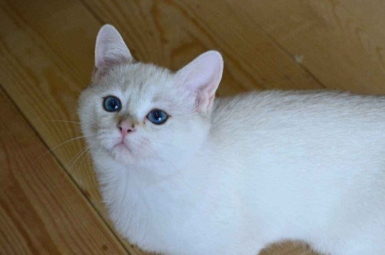 猫打了疫苗后多久恢复胃口