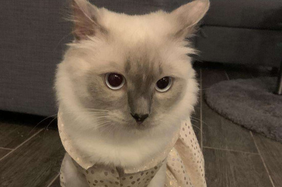 小猫很精神但是口臭怎么回事