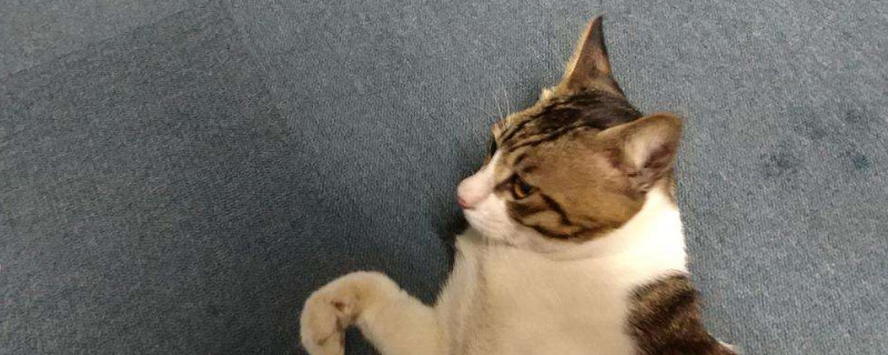 家猫被遗弃的下场，猫被遗弃通常会怎么样