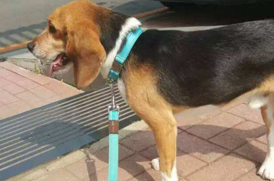 为什么养比格犬的人少