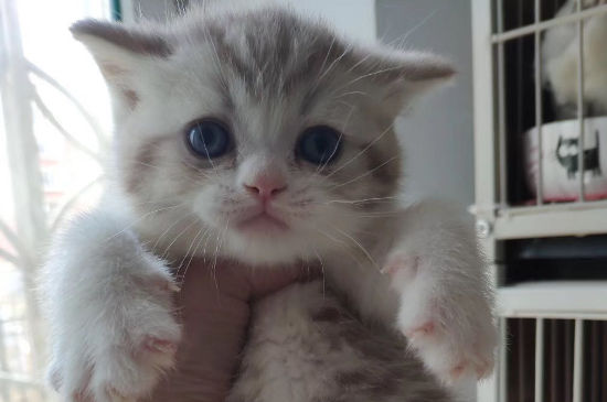猫薄荷多大的猫能吃，猫几个月可以吃猫薄荷