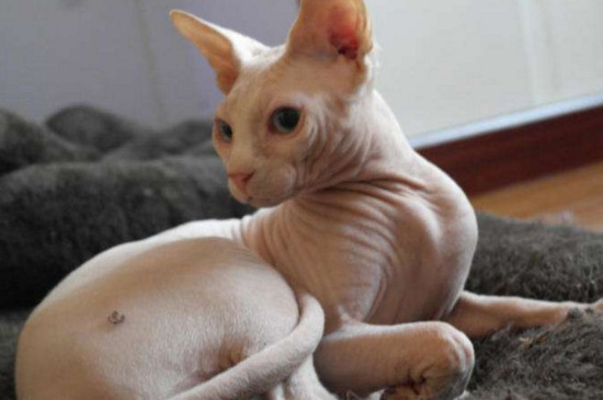 无毛猫叫什么名字
