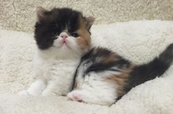 宠物店收猫吗不想养了