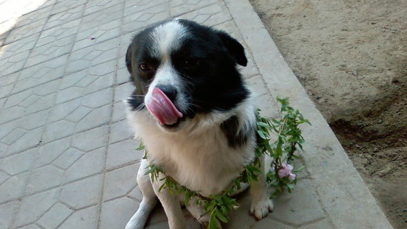 狗不听话怎么办