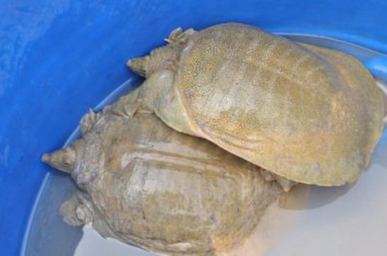 鱼缸养甲鱼会淹死吗