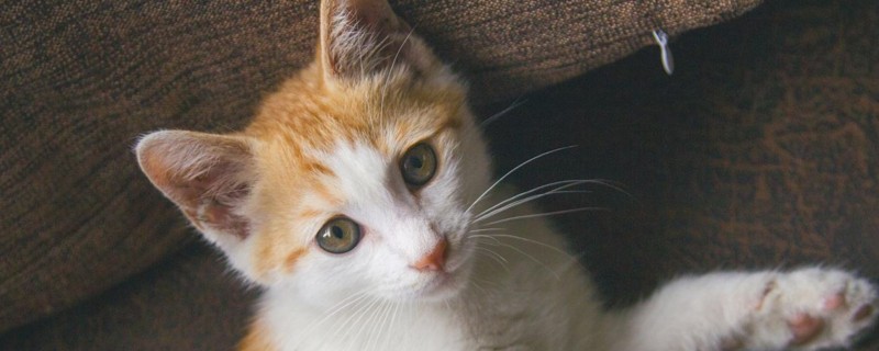 幼猫能喝酸奶吗，猫喝酸奶好吗