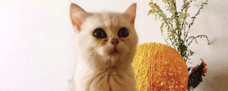 猫喉咙发出痰鸣声很大