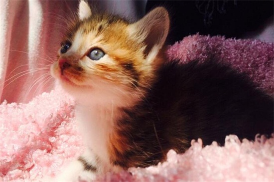 2个月小猫多久大便一次，2个月小猫不拉屎怎么办