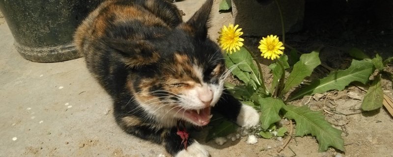 猫咪没事老是吧唧嘴