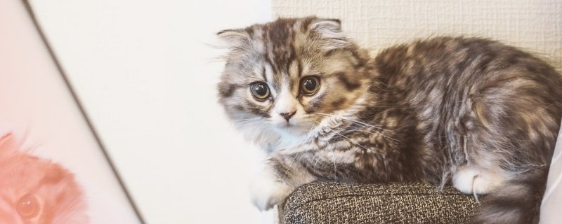 公猫绝育后多久可以吃东西