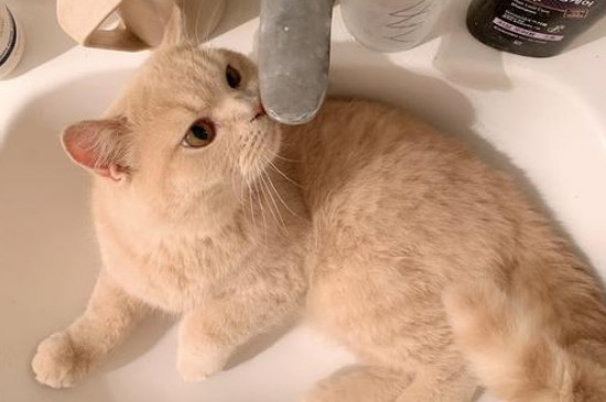 家猫要打疫苗吗