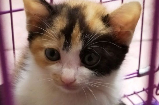 猫咪应激反应