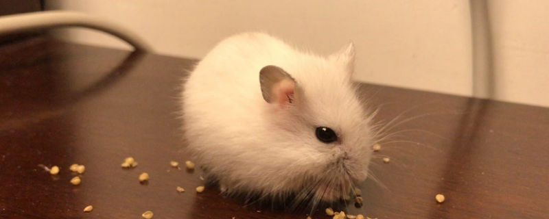 仓鼠流鼻血怎么办