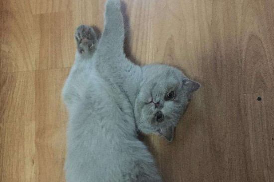 猫猫尿血怎么办