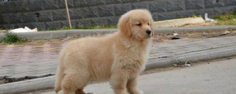 两个月金毛注意事项